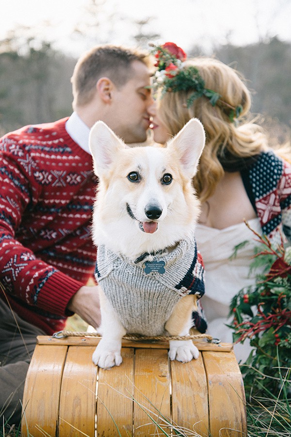 Corgie Corgie