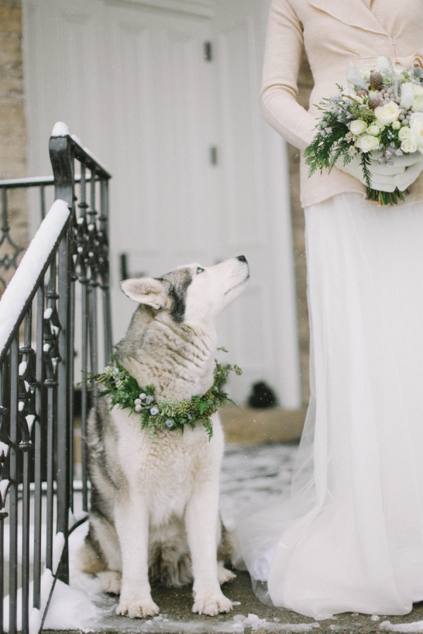 Husky Husky