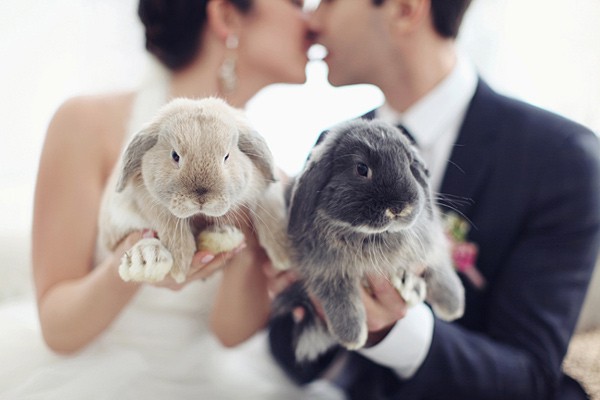 Rabbits in wedding party Rabbits in wedding party