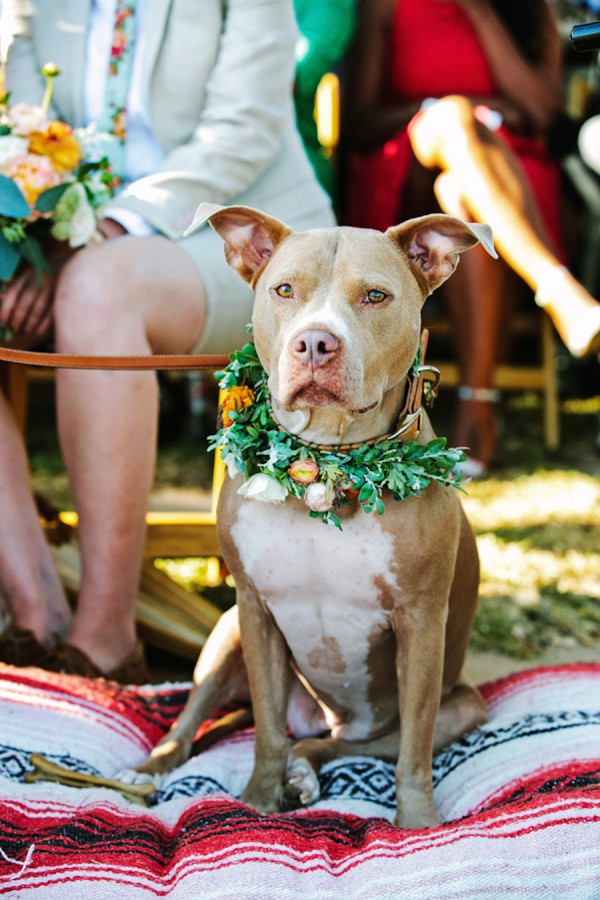 Dog wearing Floral Wreath Dog wearing Floral Wreath